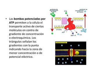 • Las bombas potenciadas por 
ATP permiten a la célula el 
transporte activo de ciertas 
moléculas en contra de 
gradiente de concentración 
o electroquímico. Los 
triángulos señalan los 
gradientes con la punta 
indicando hacia la zona de 
menor concentración o de 
potencial eléctrico. 
 