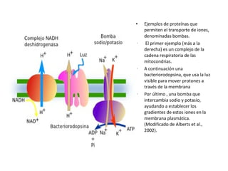 • Ejemplos de proteínas que 
permiten el transporte de iones, 
denominadas bombas. 
• El primer ejemplo (más a la 
derecha) es un complejo de la 
cadena respiratoria de las 
mitocondrias. 
• A continuación una 
bacteriorodopsina, que usa la luz 
visible para mover protones a 
través de la membrana 
• Por último , una bomba que 
intercambia sodio y potasio, 
ayudando a establecer los 
gradientes de estos iones en la 
membrana plasmática. 
(Modificado de Alberts et al., 
2002). 
 