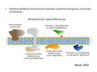 • Proteínas periféricas: Se encuentran asociadas a proteínas intengrales, sun función 
es transitoria 
Alberts, 2002 
 