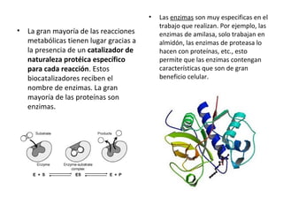 • La gran mayoría de las reacciones 
metabólicas tienen lugar gracias a 
la presencia de un catalizador de 
naturaleza protéica específico 
para cada reacción. Estos 
biocatalizadores reciben el 
nombre de enzimas. La gran 
mayoría de las proteínas son 
enzimas. 
• Las enzimas son muy especificas en el 
trabajo que realizan. Por ejemplo, las 
enzimas de amilasa, solo trabajan en 
almidón, las enzimas de proteasa lo 
hacen con proteínas, etc., esto 
permite que las enzimas contengan 
características que son de gran 
beneficio celular. 
 