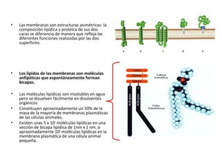 • Las membranas son estructuras asimétricas: la 
composición lipídica y protéica de sus dos 
caras se diferencia de manera que refleja las 
diferentes funciones realizadas por las dos 
superficies. 
• Los lípidos de las membranas son moléculas 
anfipáticas que espontáneamente forman 
bicapas. 
• Las moléculas lipídicas son insolubles en agua 
pero se disuelven fácilmente en disolventes 
orgánicos. 
• Constituyen aproximadamente un 50% de la 
masa de la mayoría de membranas plasmáticas 
de las células animales. 
• Existen unas 5 x 106 moléculas lipídicas en una 
sección de bicapa lipídica de 1nm x 1 nm, o 
aproximadamente 109 moléculas lipídicas en la 
membrana plasmática de una célula animal 
pequeña. 
 