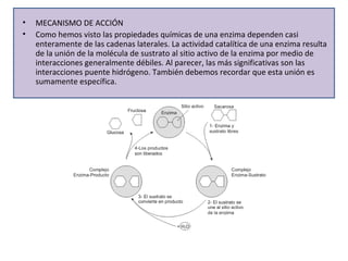 • MECANISMO DE ACCIÓN 
• Como hemos visto las propiedades químicas de una enzima dependen casi 
enteramente de las cadenas laterales. La actividad catalítica de una enzima resulta 
de la unión de la molécula de sustrato al sitio activo de la enzima por medio de 
interacciones generalmente débiles. Al parecer, las más significativas son las 
interacciones puente hidrógeno. También debemos recordar que esta unión es 
sumamente específica. 
 