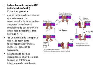 • La bomba sodio potasio ATP 
(adenin-tri-fosfatido) 
Estructura proteica 
• es una proteína de membrana 
que actúa como un 
transportador de intercambio 
antiporte (transferencia 
simultánea de dos solutos en 
diferentes direcciones) que 
hidroliza ATP. 
• Es una ATPasa de transporte 
tipo P, es decir, sufre 
fosforilaciones reversibles 
durante el proceso de 
transporte. 
• Está formada por dos 
subunidades, alfa y beta, que 
forman un tetrámero 
integrado en la membrana. 
 