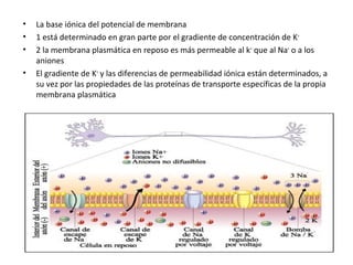 • La base iónica del potencial de membrana 
• 1 está determinado en gran parte por el gradiente de concentración de K+ 
• 2 la membrana plasmática en reposo es más permeable al k+ que al Na+ o a los 
aniones 
• El gradiente de K+ y las diferencias de permeabilidad iónica están determinados, a 
su vez por las propiedades de las proteínas de transporte específicas de la propia 
membrana plasmática 
 