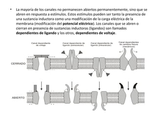• La mayoría de los canales no permanecen abiertos permanentemente, sino que se 
abren en respuesta a estímulos. Estos estímulos pueden ser tanto la presencia de 
una sustancia inductora como una modificación de la carga eléctrica de la 
membrana (modificación del potencial eléctrico). Los canales que se abren o 
cierran en presencia de sustancias inductoras (ligandos) son llamados 
dependientes de ligando y los otros, dependientes de voltaje. 
 