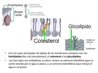 • Los tres tipos principales de lípidos de las membranas celulares son: los 
fosfolípidos (los más abundantes), el colesterol y los glucolípidos. 
• Los tres tipos son anfipáticos, es decir, tienen un extremo hidrofílico (que se 
siente atraído por el agua o polar), y un extremo hidrofóbico (que rehúye el 
agua o no polar). 
 