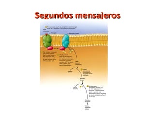 SSeegguunnddooss mmeennssaajjeerrooss 
 