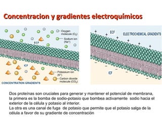 Concentracion yy ggrraaddiieenntteess eelleeccttrrooqquuíímmiiccooss 
Dos proteínas son cruciales para generar y mantener el potencial de membrana, 
la primera es la bomba de sodio-potasio que bombea activamente sodio hacia el 
exterior de la célula y potasio al interior. 
La otra es una canal de fuga de potasio que permite que el potasio salga de la 
célula a favor de su gradiente de concentración 
 