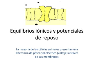 Equilibrios iónicos y potenciales 
de reposo 
La mayoría de las células animales presentan una 
diferencia de potencial eléctrico (voltaje) a través 
de sus membranas 
 