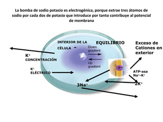La bomba de sodio potasio es electrogénica, porque extrae tres átomos de 
sodio por cada dos de potasio que introduce por tanto contribuye al potencial 
de membrana 
K+ 
CONCENTRACIÓN 
K+ 
ELÉCTRICO 
INTERIOR DE LA 
CÉLULA - 
EQUILIBRIO 
Exceso de 
Cationes en 
exterior 
ATP-asa 
Na+-K+ 
2K+ 3Na+ 
 