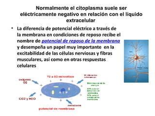 Normalmente el citoplasma suele ser 
eléctricamente negativo en relación con el líquido 
extracelular 
• La diferencia de potencial eléctrico a través de 
la membrana en condiciones de reposo recibe el 
nombre de potencial de reposo de la membrana 
y desempeña un papel muy importante en la 
excitabilidad de las células nerviosas y fibras 
musculares, así como en otras respuestas 
celulares 
 