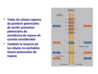 • Todas las células capaces 
de producir potenciales 
de acción presentan 
potenciales de 
membrana de reposo de 
cuantía considerable 
• También la mayoría de 
las células no excitables 
tienen potenciales de 
reposo 
 