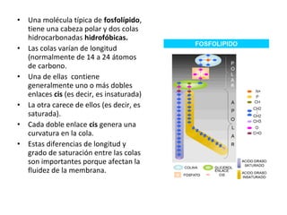 • Una molécula típica de fosfolípido, 
tiene una cabeza polar y dos colas 
hidrocarbonadas hidrofóbicas. 
• Las colas varían de longitud 
(normalmente de 14 a 24 átomos 
de carbono. 
• Una de ellas contiene 
generalmente uno o más dobles 
enlaces cis (es decir, es insaturada) 
• La otra carece de ellos (es decir, es 
saturada). 
• Cada doble enlace cis genera una 
curvatura en la cola. 
• Estas diferencias de longitud y 
grado de saturación entre las colas 
son importantes porque afectan la 
fluidez de la membrana. 
 