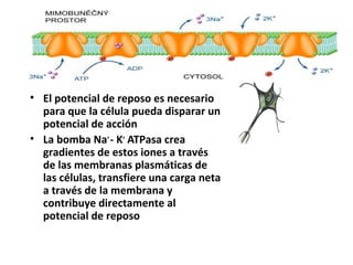 • El potencial de reposo es necesario 
para que la célula pueda disparar un 
potencial de acción 
• La bomba Na+ - K+ ATPasa crea 
gradientes de estos iones a través 
de las membranas plasmáticas de 
las células, transfiere una carga neta 
a través de la membrana y 
contribuye directamente al 
potencial de reposo 
 