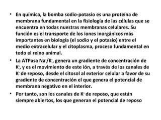 • En química, la bomba sodio-potasio es una proteína de 
membrana fundamental en la fisiología de las células que se 
encuentra en todas nuestras membranas celulares. Su 
función es el transporte de los iones inorgánicos más 
importantes en biología (el sodio y el potasio) entre el 
medio extracelular y el citoplasma, proceso fundamental en 
todo el reino animal. 
• La ATPasa Na+/K+, genera un gradiente de concentración de 
K+, y es el movimiento de este ión, a través de los canales de 
K+ de reposo, desde el citosol al exterior celular a favor de su 
gradiente de concentración el que genera el potencial de 
membrana negativo en el interior. 
• Por tanto, son los canales de K+ de reposo, que están 
siempre abiertos, los que generan el potencial de reposo 
 