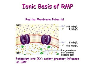 IIoonniicc BBaassiiss ooff RRMMPP 
 