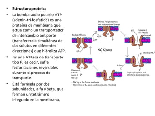 • Estructura proteica 
• La bomba sodio potasio ATP 
(adenin-tri-fosfatido) es una 
proteína de membrana que 
actúa como un transportador 
de intercambio antiporte 
(transferencia simultánea de 
dos solutos en diferentes 
direcciones) que hidroliza ATP. 
• Es una ATPasa de transporte 
tipo P, es decir, sufre 
fosforilaciones reversibles 
durante el proceso de 
transporte. 
• Está formada por dos 
subunidades, alfa y beta, que 
forman un tetrámero 
integrado en la membrana. 
 