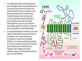 • La subunidad alfa está compuesta 
por 10 segmentos transmembrana y 
en ella se encuentra el centro de 
unión del ATP que se localiza en el 
lado citosólico de la membrana. 
También posee dos centros de 
unión al potasio extracelulares y 
tres centros de unión al sodio 
intracelulares que se encuentran 
accesibles para los iones en función 
de si la proteína está fosforilada. 
• La subunidad beta contiene una sola 
región helicoidal transmembrana y 
no parece ser esencial para el 
transporte ni para la actividad 
ATPasa. La enzima está glucosilada 
en la cara externa (como la mayoría 
de proteínas de membrana) y 
requiere de magnesio como 
cofactor para su funcionamiento ya 
que es una ATPasa. 
 