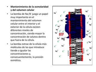 • Mantenimiento de la osmolaridad 
y del volumen celular 
• La bomba de Na+/K+ juega un papel 
muy importante en el 
mantenimiento del volumen 
celular entre el interior y el 
exterior de la célula existen 
diferentes niveles de 
concentración, siendo mayor la 
concentración de solutos dentro 
que fuera de la célula. 
• La bomba extrae de la célula más 
moléculas de las que introduce 
tiende a igualar las 
concentraciones y, 
consecuentemente, la presión 
osmótica. 
 