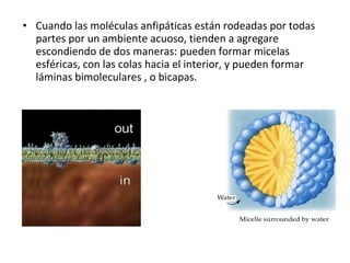 • Cuando las moléculas anfipáticas están rodeadas por todas 
partes por un ambiente acuoso, tienden a agregare 
escondiendo de dos maneras: pueden formar micelas 
esféricas, con las colas hacia el interior, y pueden formar 
láminas bimoleculares , o bicapas. 
 