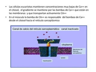 • Las células eucariotas mantienen concentraciones muy bajas de Ca++ en 
el citosol, el gradiente se mantiene por las bombas de Ca++ que están en 
las membranas y que transportan activamente CA++ 
• En el músculo la bomba de CA++ es responsable del bombeo de Ca++ 
desde el citosol hacia el retículo sarcoplásmico 
Canal de calcio del retículo sarcoplasmático canal inactivado 
citoplasma 
Membrana del 
Retículo 
sarcoplámico 
lumen 
inactivación 
 