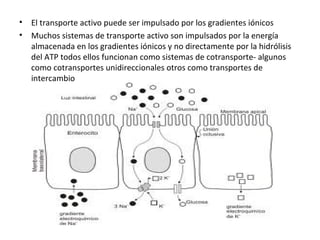 • El transporte activo puede ser impulsado por los gradientes iónicos 
• Muchos sistemas de transporte activo son impulsados por la energía 
almacenada en los gradientes iónicos y no directamente por la hidrólisis 
del ATP todos ellos funcionan como sistemas de cotransporte- algunos 
como cotransportes unidireccionales otros como transportes de 
intercambio 
 