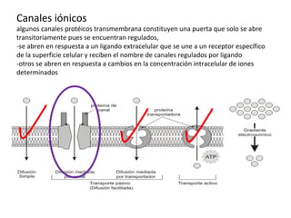 Canales iónicos 
algunos canales protéicos transmembrana constituyen una puerta que solo se abre 
transitoriamente pues se encuentran regulados, 
-se abren en respuesta a un ligando extracelular que se une a un receptor específico 
de la superficie celular y reciben el nombre de canales regulados por ligando 
-otros se abren en respuesta a cambios en la concentración intracelular de iones 
determinados 
 