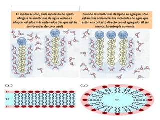 En medio acuoso, cada molécula de lípido 
obliga a las moléculas de agua vecinas a 
adoptar estados más ordenados (las que están 
sombreadas de color azul) 
Cuando las moléculas de lípido se agregan, sólo 
están más ordenadas las moléculas de agua que 
están en contacto directo con el agregado. Al ser 
menos, la entropía aumenta. 
 