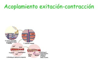 Acoplamiento exitación-contracción 
 