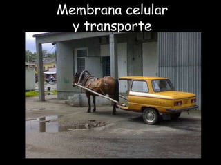 Membrana celular
  y transporte
 