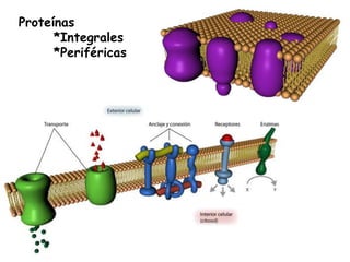 Proteínas
      *Integrales
      *Periféricas
 