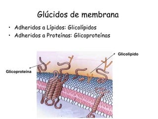 Glúcidos de membrana
 • Adheridos a Lípidos: Glicolípidos
 • Adheridos a Proteínas: Glicoproteínas


                                           Glicolípido



Glicoproteína
 