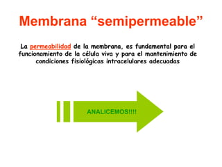 Membrana “semipermeable”
 La permeabilidad de la membrana, es fundamental para el
funcionamiento de la célula viva y para el mantenimiento de
      condiciones fisiológicas intracelulares adecuadas




                      ANALICEMOS!!!!
 