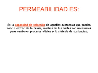 PERMEABILIDAD ES:

Es la capacidad de selección de aquellas sustancias que pueden
salir o entrar de la célula, muchas de las cuales son necesarias
  para mantener procesos vitales y la síntesis de sustancias.
 