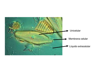 Unicelular


Membrana celular


Líquido extracelular
 
