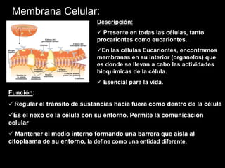Membrana Celular:
                             Descripción:
                              Presente en todas las células, tanto
                             procariontes como eucariontes.
                             En las células Eucariontes, encontramos
                             membranas en su interior (organelos) que
                             es donde se llevan a cabo las actividades
                             bioquímicas de la célula.
                              Esencial para la vida.
Función:
 Regular el tránsito de sustancias hacia fuera como dentro de la célula

Es el nexo de la célula con su entorno. Permite la comunicación
celular
 Mantener el medio interno formando una barrera que aisla al
citoplasma de su entorno, la define como una entidad diferente.
 
