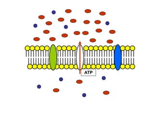 ATP
 