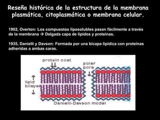 Reseña histórica de la estructura de la membrana
 plasmática, citoplasmática o membrana celular.

1902, Overton: Los compuestos liposolubles pasan fácilmente a través
de la membrana  Delgada capa de lípidos y proteínas.

1935, Danielli y Davson: Formada por una bicapa lipídica con proteínas
adheridas a ambas caras.
 