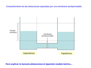 Comportamiento de dos disoluciones separadas por una membrana semipermeable.




    Presión
    osmótica
                                      membrana
                                    semipermeable




                 hipertónica                            hipotónica




Para explicar la ósmosis platearemos el siguiente modelo teórico...
 