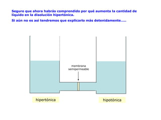 Seguro que ahora habrás comprendido por qué aumenta la cantidad de
líquido en la disolución hipertónica.
Si aún no es así tendremos que explicarlo más detenidamente…..




                                membrana
                              semipermeable




             hipertónica                         hipotónica
 