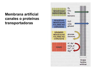 Membrana artificial sin
canales o proteínas
transportadoras
 