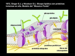 1972, Singer S.J, y Nicolson G.L: Bicapa lipídica con proteínas
inmersas en ella. Modelo del “Mosaico Fluido”
 