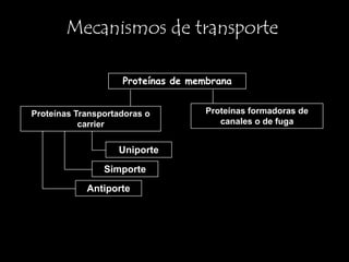 Mecanismos de transporte

                    Proteínas de membrana


Proteínas Transportadoras o        Proteínas formadoras de
           carrier                    canales o de fuga


                   Uniporte
                Simporte
            Antiporte
 