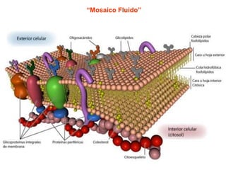 “Mosaico Fluido”
 