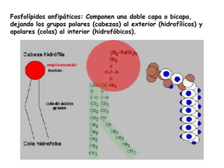 Fosfolípidos anfipáticos: Componen una doble capa o bicapa,
dejando los grupos polares (cabezas) al exterior (hidrofílicos) y
apolares (colas) al interior (hidrofóbicos).
 