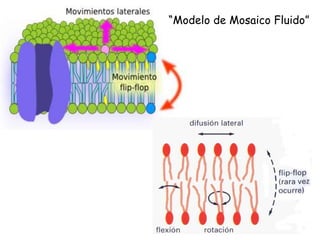 “Modelo de Mosaico Fluido”
 