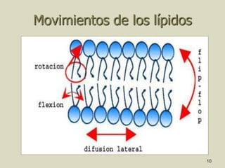 10
Movimientos de los lípidos
 