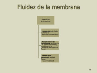 11
Fluidez de la membrana
Depende de
factores como:
Temperatura: la fluidez
aumenta al
aumentar la temperatura.
Naturaleza de los
fosfolípidos: la presencia
de lípidos insaturados y
de cadena corta
favorecen el aumento de
fluidez
Presencia de
colesterol: regula la
fluidez
y la permeabilidad.
 