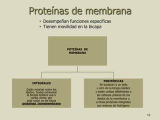 12
Proteínas de membrana
 Desempeñan funciones especificas
 Tienen movilidad en la bicapa
POTEÍNAS DE
MEMBRANA
INTEGRALES
Están insertas entre los
lípidos. Suelen atravesar
la bicapa lipídica una o
varias veces; por
esta razón se les llama
proteínas transmembrana
PERIFÉRICAS
Se localizan a un lado
u otro de la bicapa lipídica
y están unidas débilmente a
las cabezas polares de los
lípidos de la membrana u
a otras proteínas integrales
por enlaces de hidrógeno
 