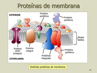 13
Proteínas de membrana
Distintas proteínas de membrana
 